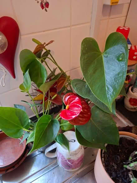 Photo of free House plants (Tuckswood NR4) #3