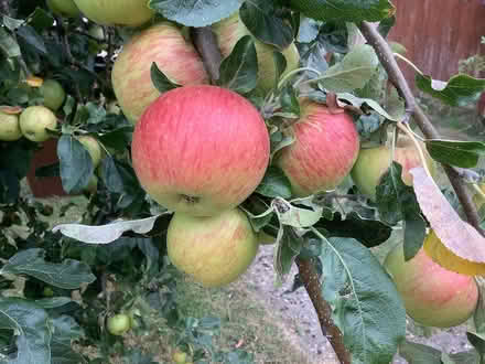 Photo of free Bag full of Eating Apples (Grange Estate, Letchworth SG6) #1
