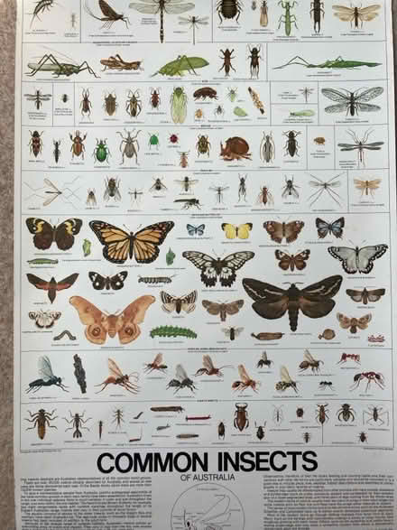 Photo of free Poster of Australian Insects (Westbury on Trym BS9) #1