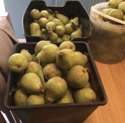 Photo of free Pears (Twerton) #1