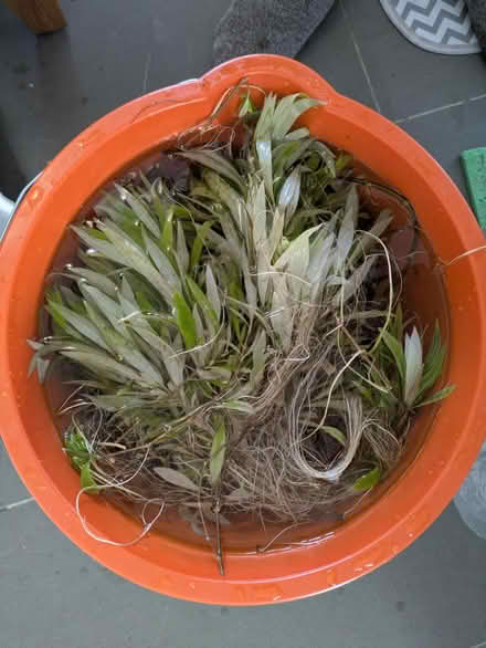 Photo of free Aquarium plant - hygrophila (Cheltenham GL51) #1