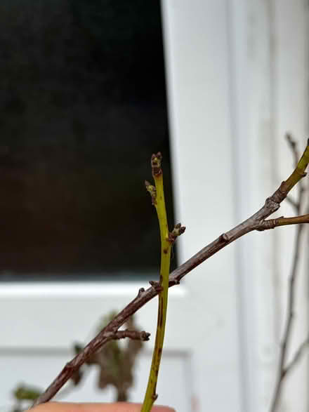 Photo of free Apple and pear tree (Prenton) #2