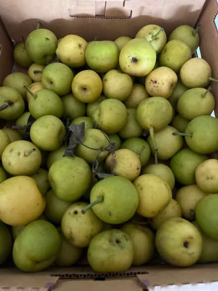 Photo of free Organic Asian Apple-Pears (Oakland) #1