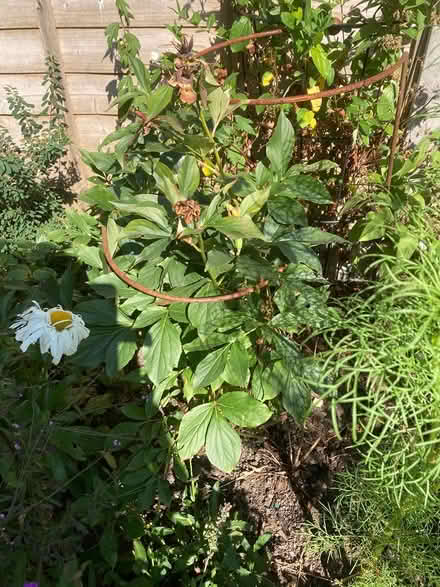 Photo of free Garden Plants - various (Market Harborough LE16 9) #3
