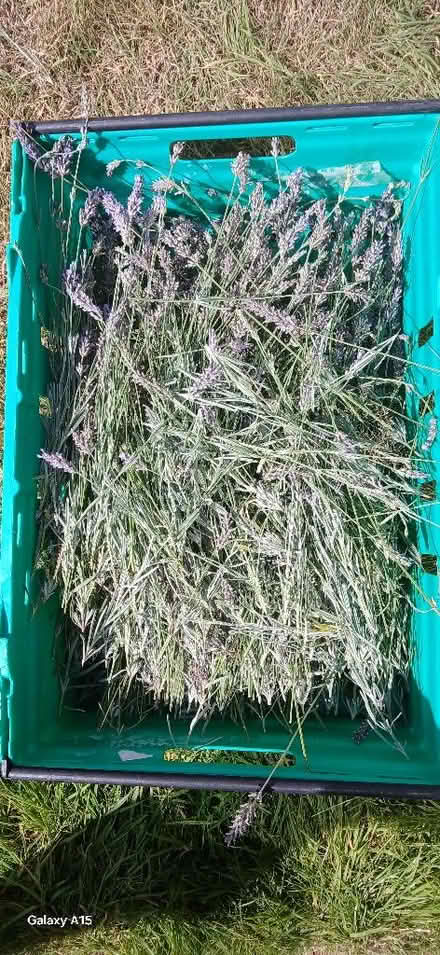Photo of free FRESHLY cut lavendar (Neston CH64) #1