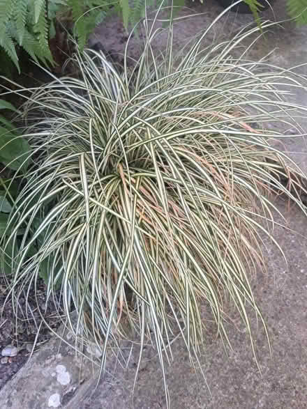 Photo of free 2 Plants (Eastbourne Town Centre) #1