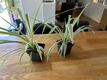 Photo of free 2x house plants (Hazlemere HP15) #1