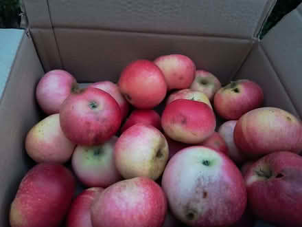 Photo of free Discovery apples (Iffley Road OX4) #1