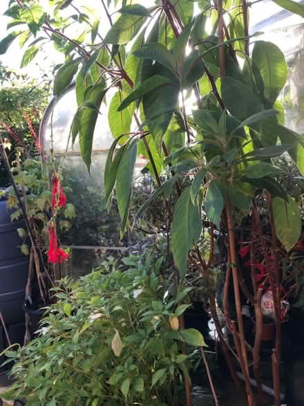 Photo of free Fuchsia boliviana (SG1 Stevenage) #1