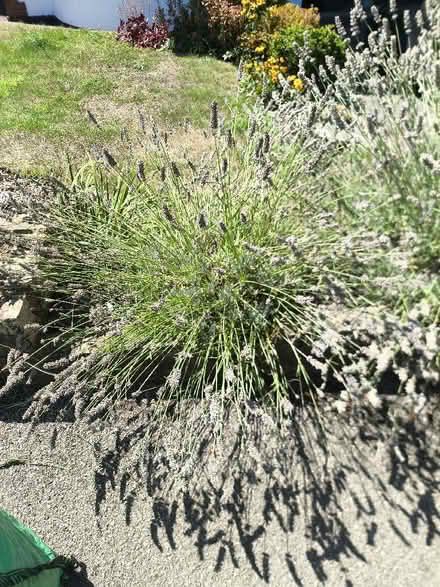 Photo of free Fresh lavender harvested today (Cheam SM2) #3