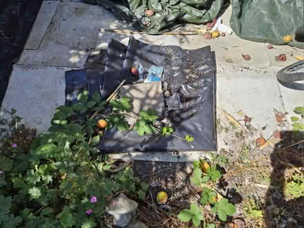 Photo of free Garden DIY clear out (Putnoe MK41) #2