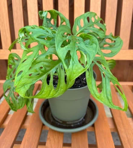 Photo of free Selection Of House Plants (Walsgrave CV2) #2