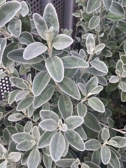 Photo of free Daisy Bush seedlings (Maybury Hill GU22) #2