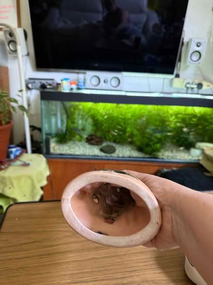 Photo of free fairy castle (BH8 Bournemouth) #4