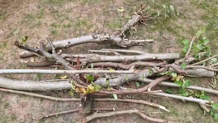 Photo of free Decorative / Firewood branches, about 10 (Caversham Heights RG4) #1