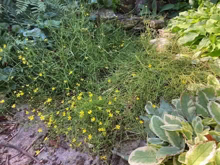 Photo of free Pond plants (KY15 Freuchie) #1