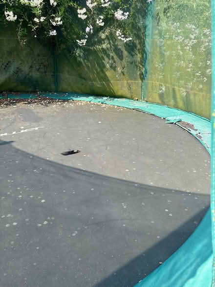 Photo of free Trampoline (Kilternan) #2