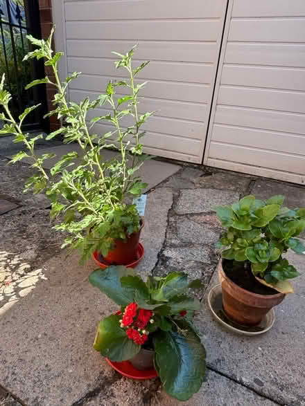 Photo of free Selection Of House Plants (Walsgrave CV2) #1