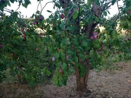Photo of free Still have plums need picking (Trowbridge hilperton BA14 7) #1