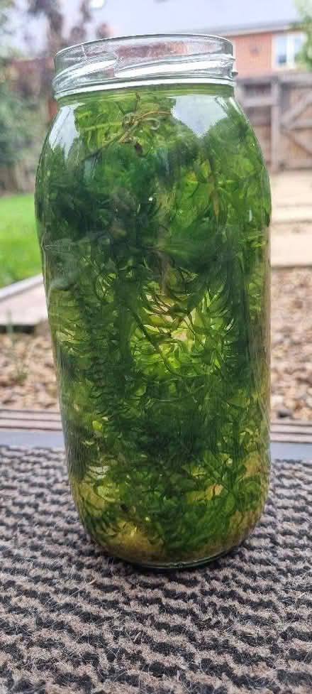 Photo of free Aquarium plants (Lakenham NR1) #1