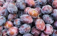 Photo of free Damsons (Amersham Common HP7) #1