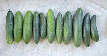 Photo of free Cucumbers (each around 8” long) (East Marden) #1