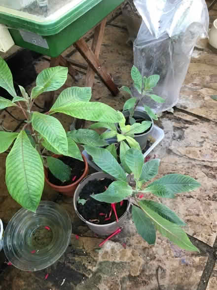 Photo of free Fuchsia boliviana (SG1 Stevenage) #3