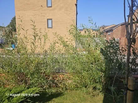 Photo of free 6 ft plus willow plants (Brunswick M13) #3