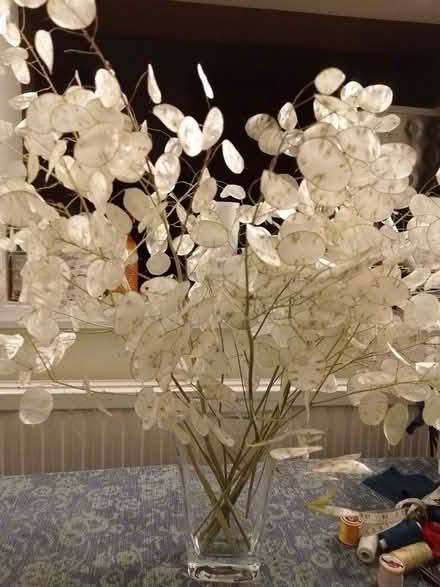 Photo of free Large bunch of honesty seed heads that can be split for disp (Birkby HD2) #2