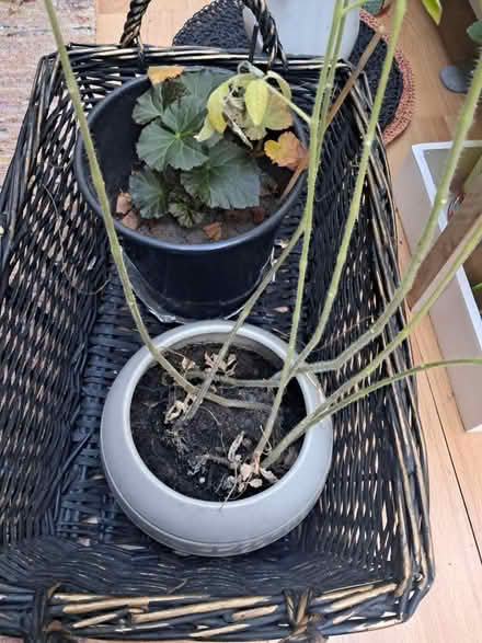 Photo of free Wooden basket (Weybridge KT13) #2