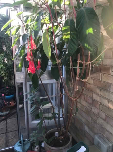 Photo of free Fuchsia boliviana (SG1 Stevenage) #2