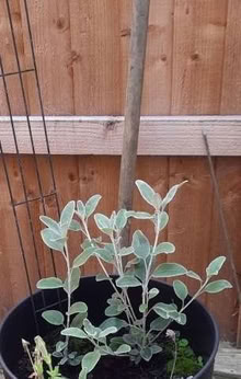 Photo of free Daisy Bush seedlings (Maybury Hill GU22) #1