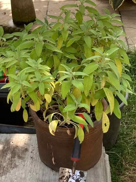 Photo of free Garden Plants - various (Market Harborough LE16 9) #1