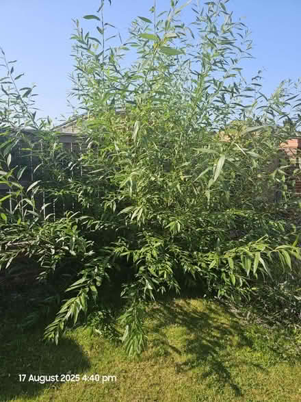 Photo of free 6 ft plus willow plants (Brunswick M13) #1
