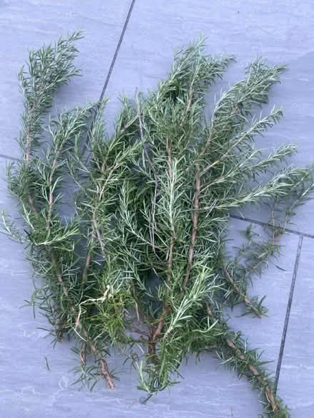 Photo of free Rosemary (Bletchley MK3) #1