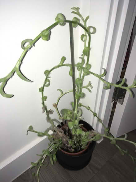 Photo of free House plant (Greenwich MV, SE10) #1