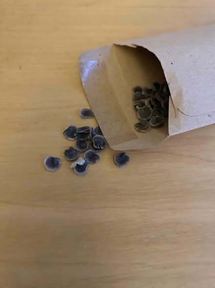 Photo of free Hollyhock seeds (pink) (Waltham Abbey EN91) #1