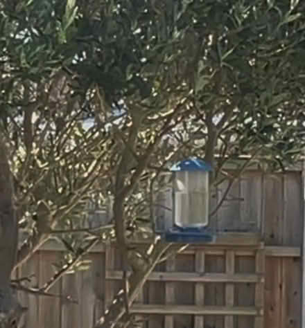 Photo of Water feeder for birds (Stubbington PO14) #1