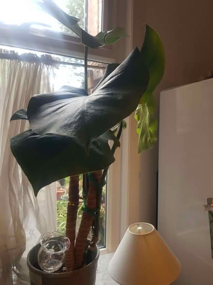 Photo of free Swiss Cheese Plant - Monstera Deliciosa (Loughborough LE11) #2