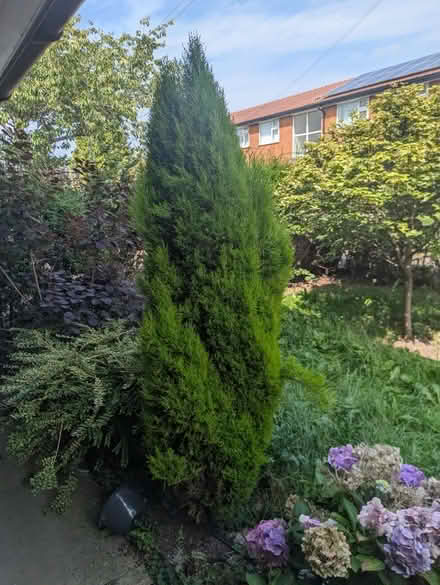 Photo of free Tree (Denton) #2