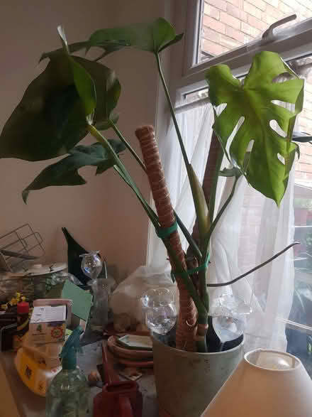 Photo of free Swiss Cheese Plant - Monstera Deliciosa (Loughborough LE11) #3