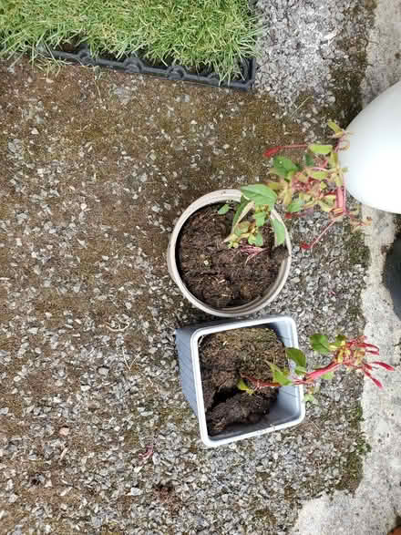 Photo of free Cuttings (Darwen BB3) #1