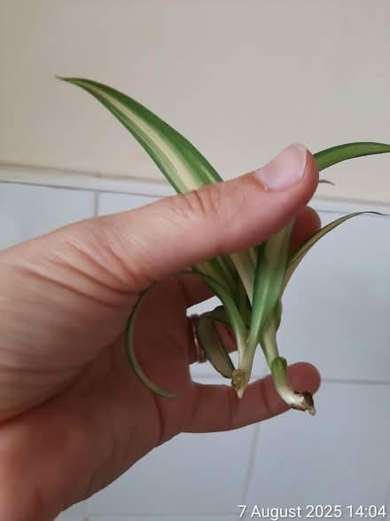 Photo of free 11 CUTTINGS of 'Ocean' spider plant (Edgwarebury Lane) #2