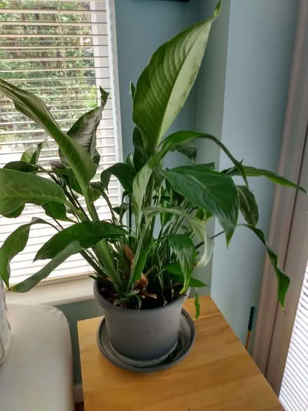 Photo of free House plant (Wantage OX12) #1