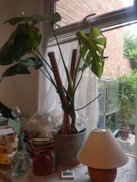 Photo of free Swiss Cheese Plant - Monstera Deliciosa (Loughborough LE11) #1