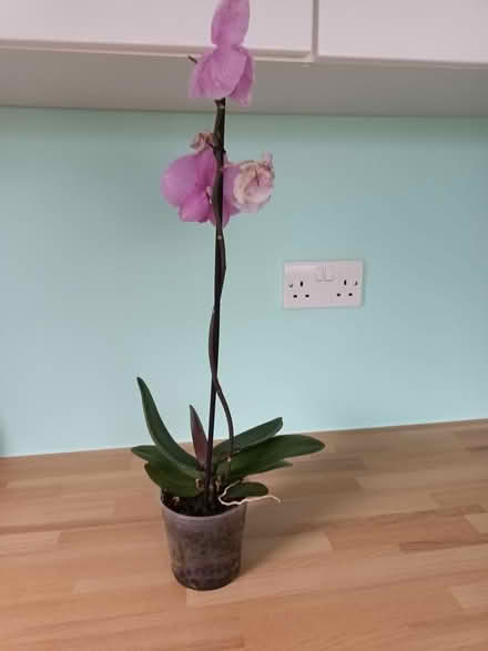 Photo of free Orchid (Fareham PO14) #1