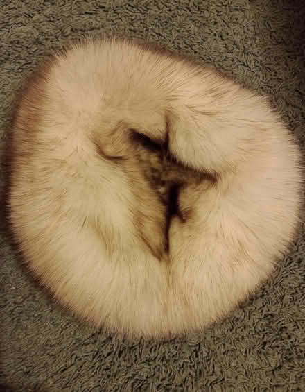 Photo of free Genuine Russian fur hat (Carrington M31) #2