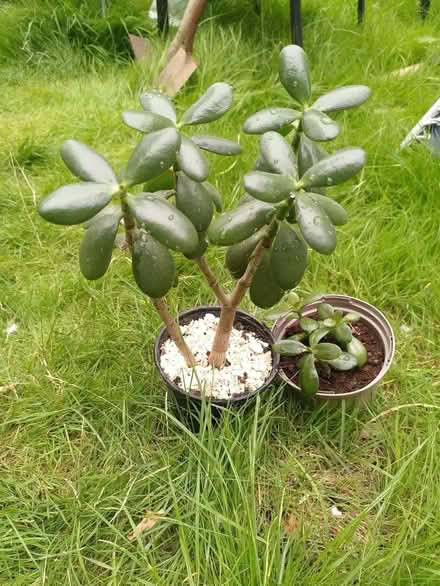 Photo of free money/jade plants (Earlham NR4) #1