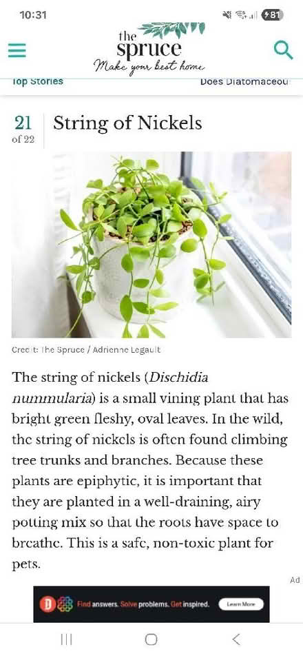 Photo of Vine plant (Polegate BN26) #1