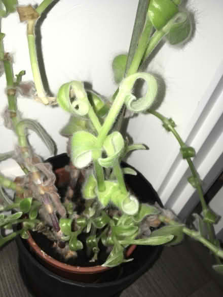 Photo of free House plant (Greenwich MV, SE10) #2